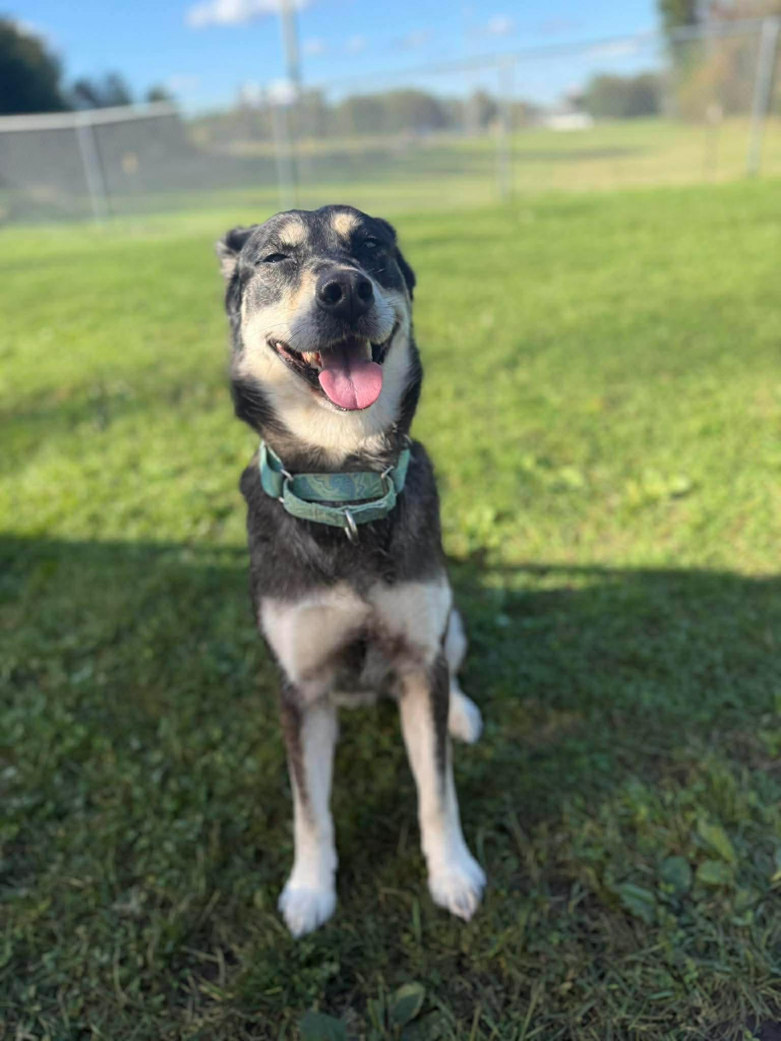 Enlarge Stella Mae, a Adopted mixed breed in Kalamazoo, MI image 1/3