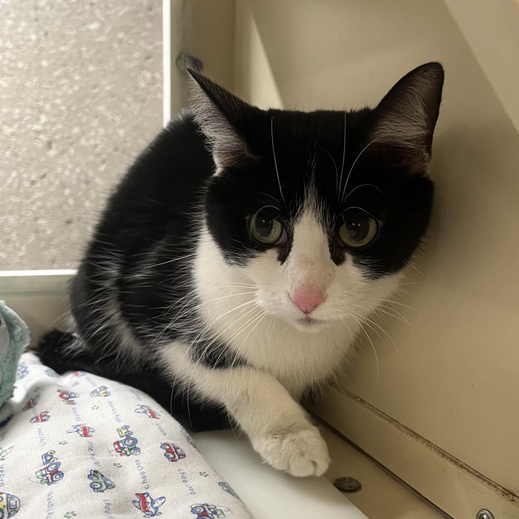 Enlarge Bobbi Edison, a Adoptable Domestic Short Hair in Hinsdale, IL image 1/3