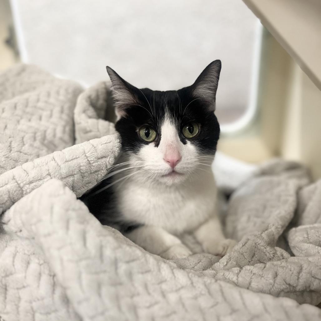 Enlarge Bobbi Edison, a Adoptable Domestic Short Hair in Hinsdale, IL image 2/3