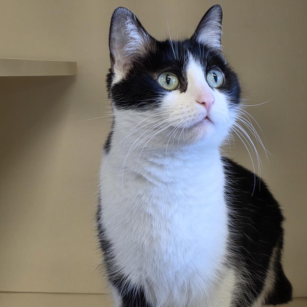 Enlarge Bobbi Edison, a Adoptable Domestic Short Hair in Hinsdale, IL image 3/3