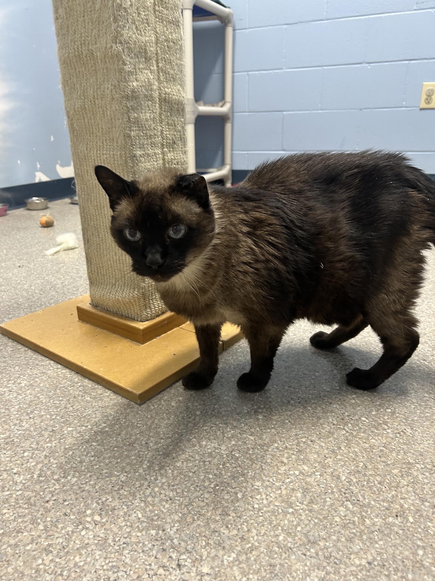 Enlarge Gato, a Adoptable Domestic Short Hair in Homer, AK image 3/3