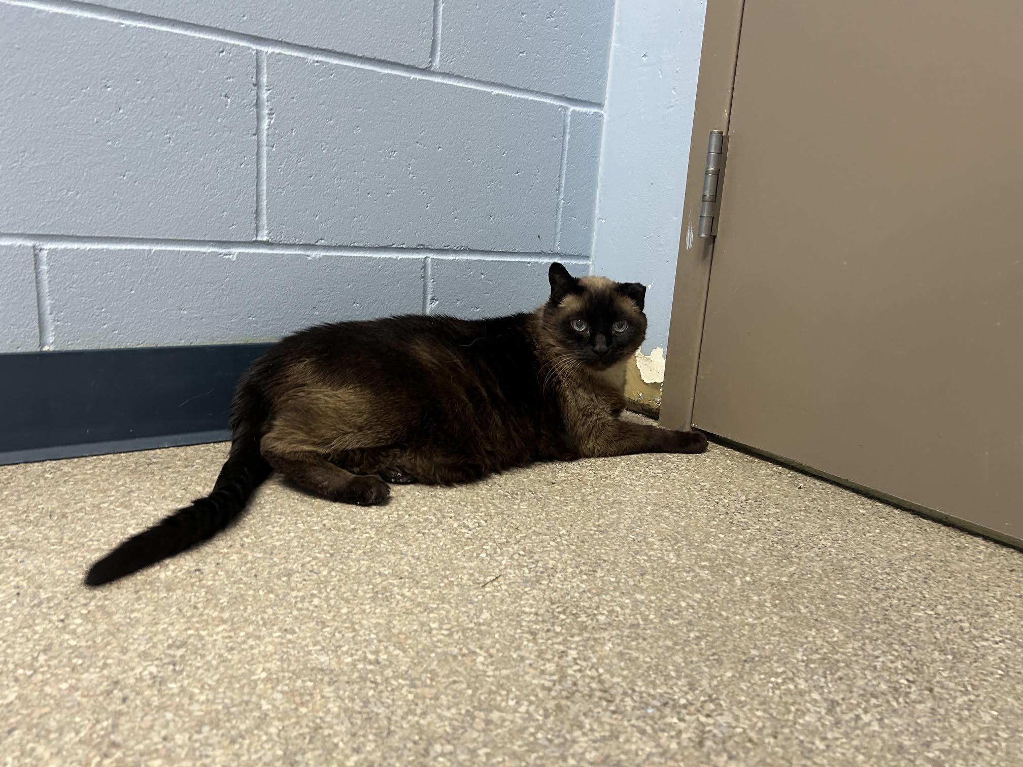 Enlarge Gato, a Adoptable Domestic Short Hair in Homer, AK image 2/3