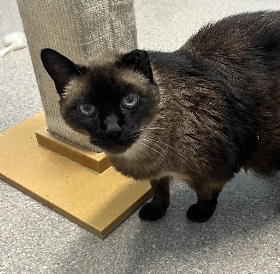 Enlarge Gato, a Adoptable Domestic Short Hair in Homer, AK image 1/3