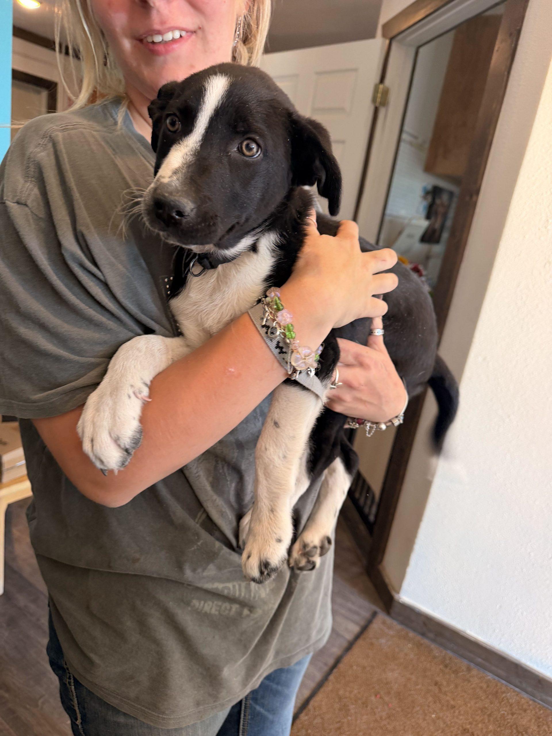 Hondo, Adoptable, Puppy Male Collie & Labrador Retriever.