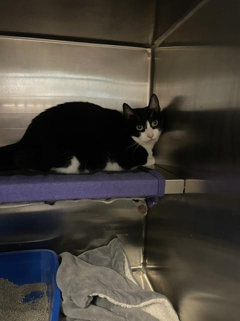 Daisy Jane, Adopted, Adult Female Domestic Short Hair.