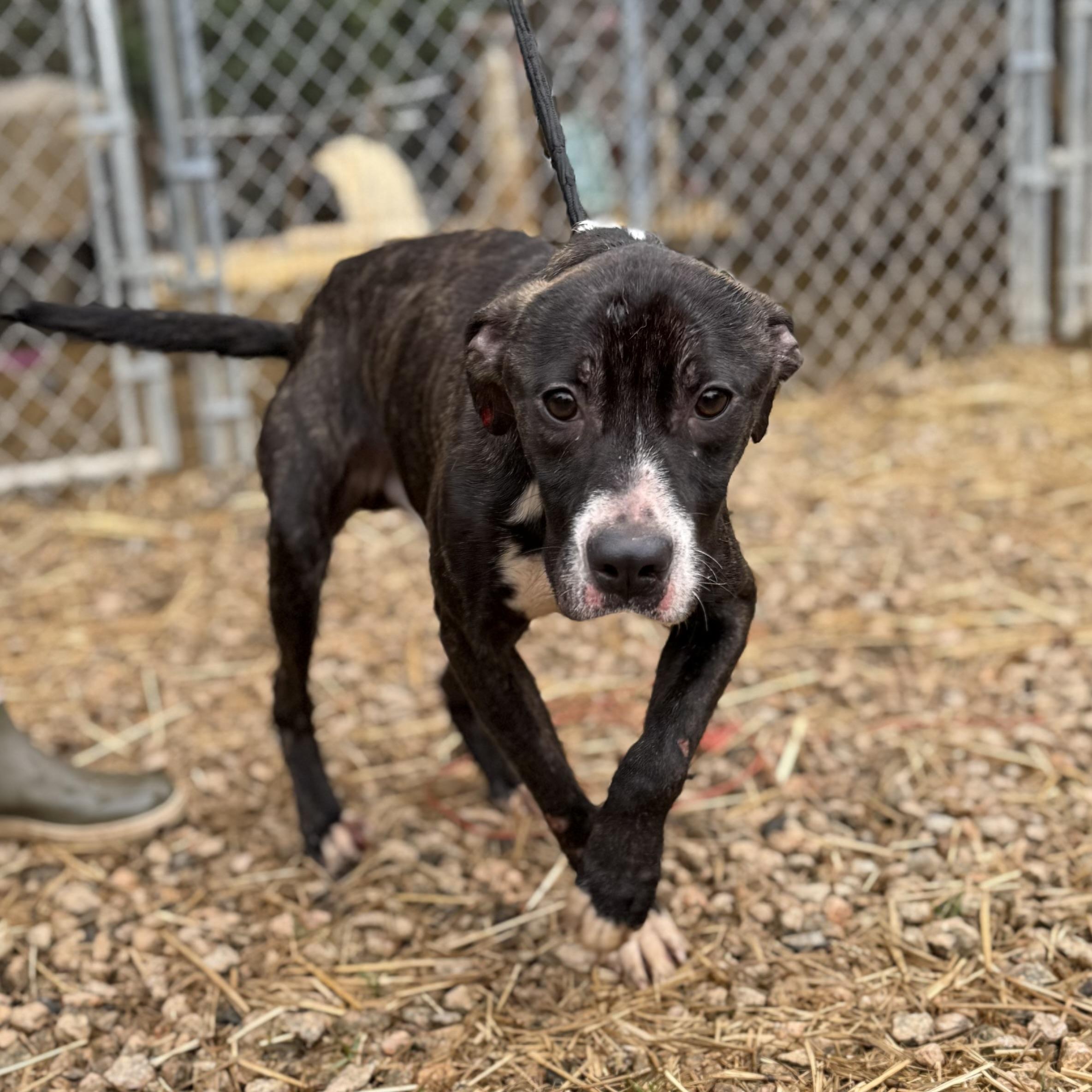 Stanley — thumbnail 5