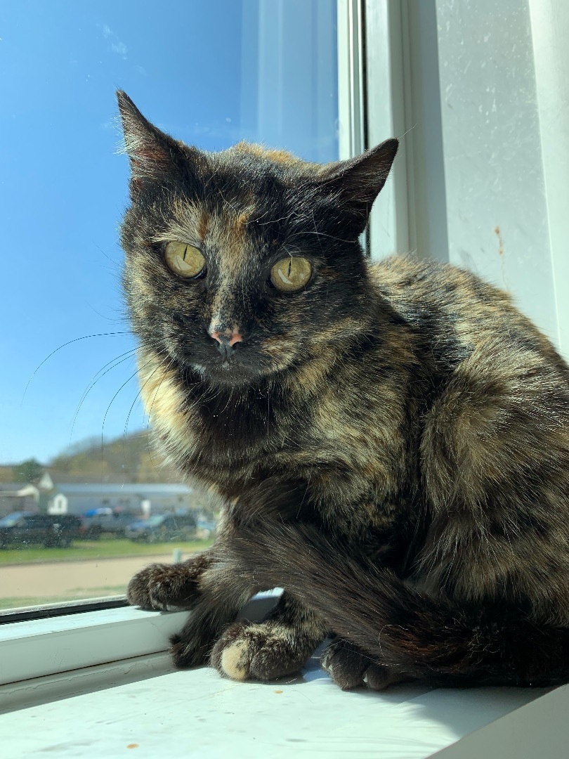 Shawna - Adoption Fee Waived!, a Adoptable Domestic Short Hair in Richland Center, WI image 4/6