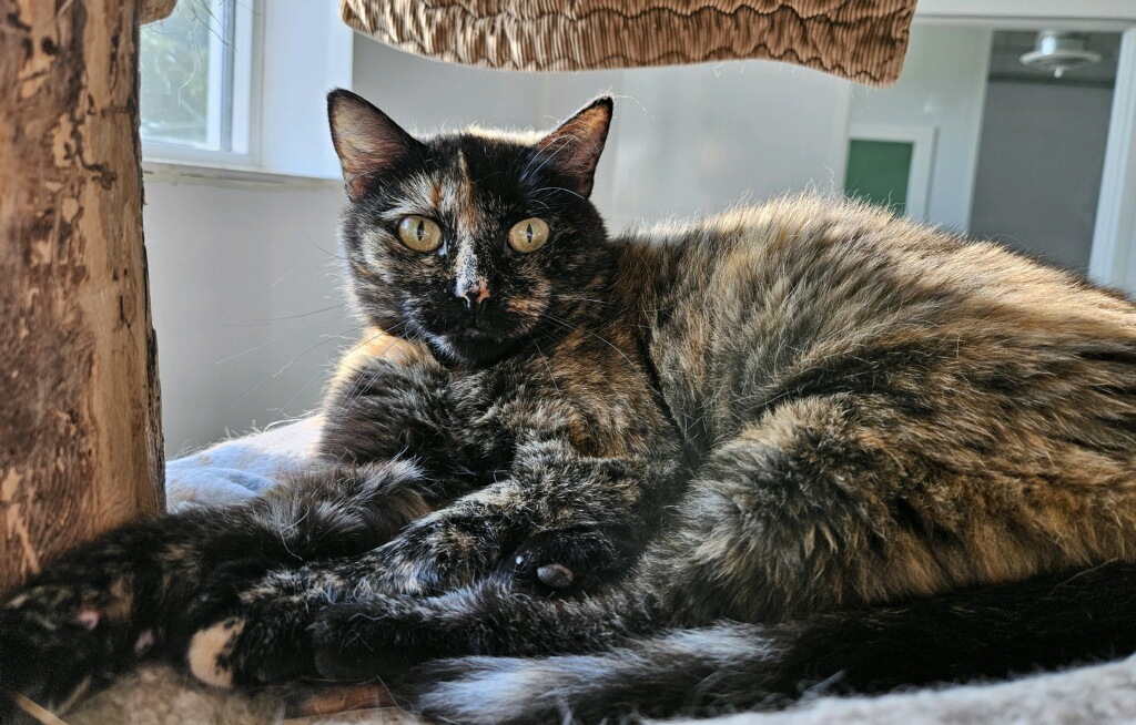 Shawna - Adoption Fee Waived!, a Adoptable Domestic Short Hair in Richland Center, WI image 1/6