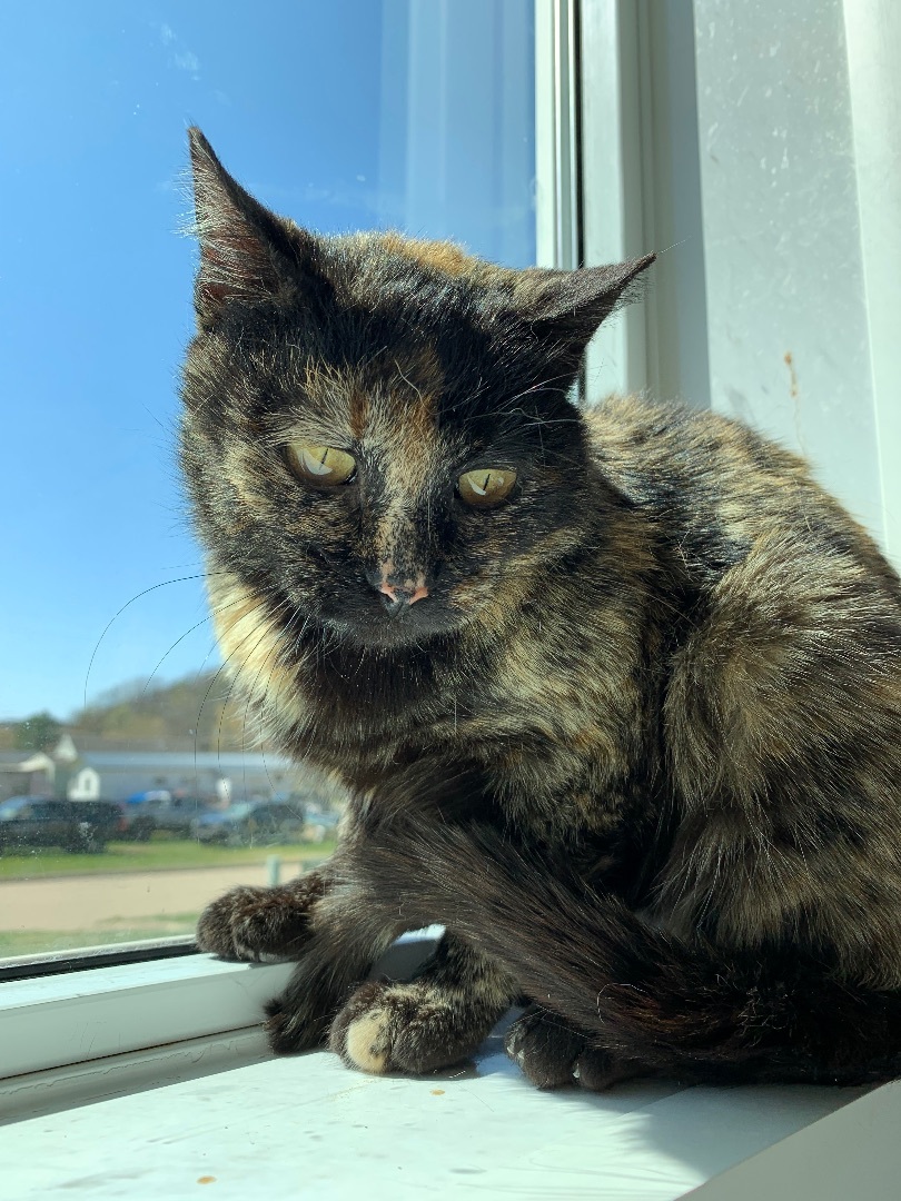 Shawna - Adoption Fee Waived!, a Adoptable Domestic Short Hair in Richland Center, WI image 5/6