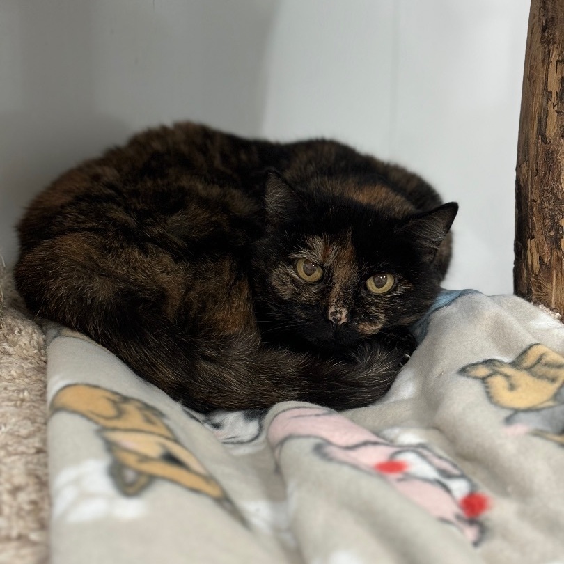 Shawna - Adoption Fee Waived!, a Adoptable Domestic Short Hair in Richland Center, WI image 6/6