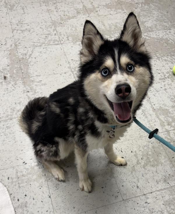 *Boombox*, Adoptable, Adult Male Siberian Husky & Pomeranian.