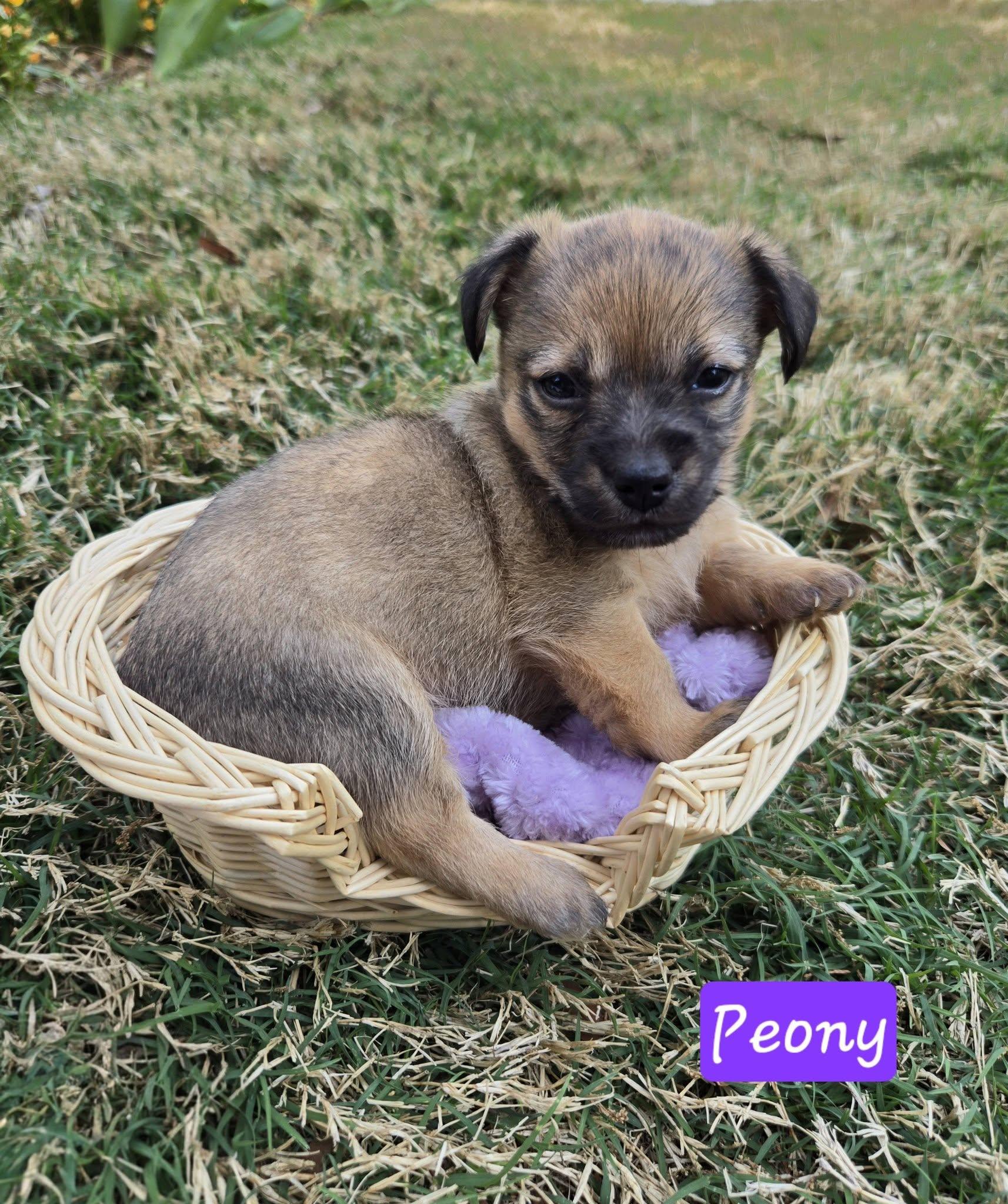 Enlarge Peony, a ADOPTABLE mixed breed in Williamsburg, VA image 3/6