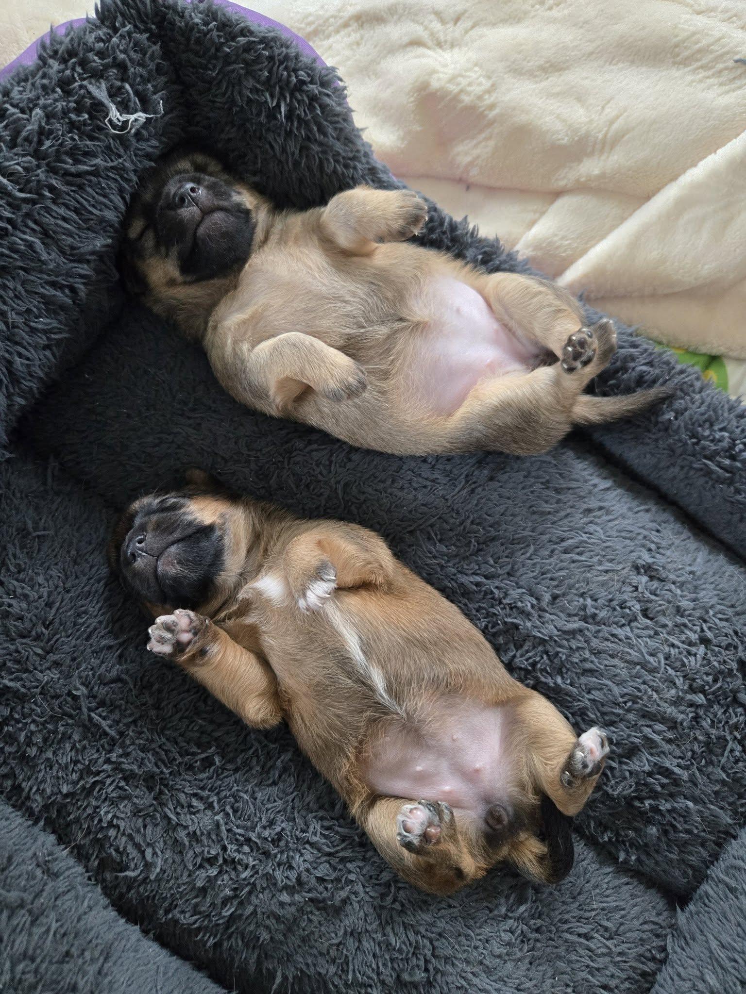 Enlarge Peony, a ADOPTABLE mixed breed in Williamsburg, VA image 6/6