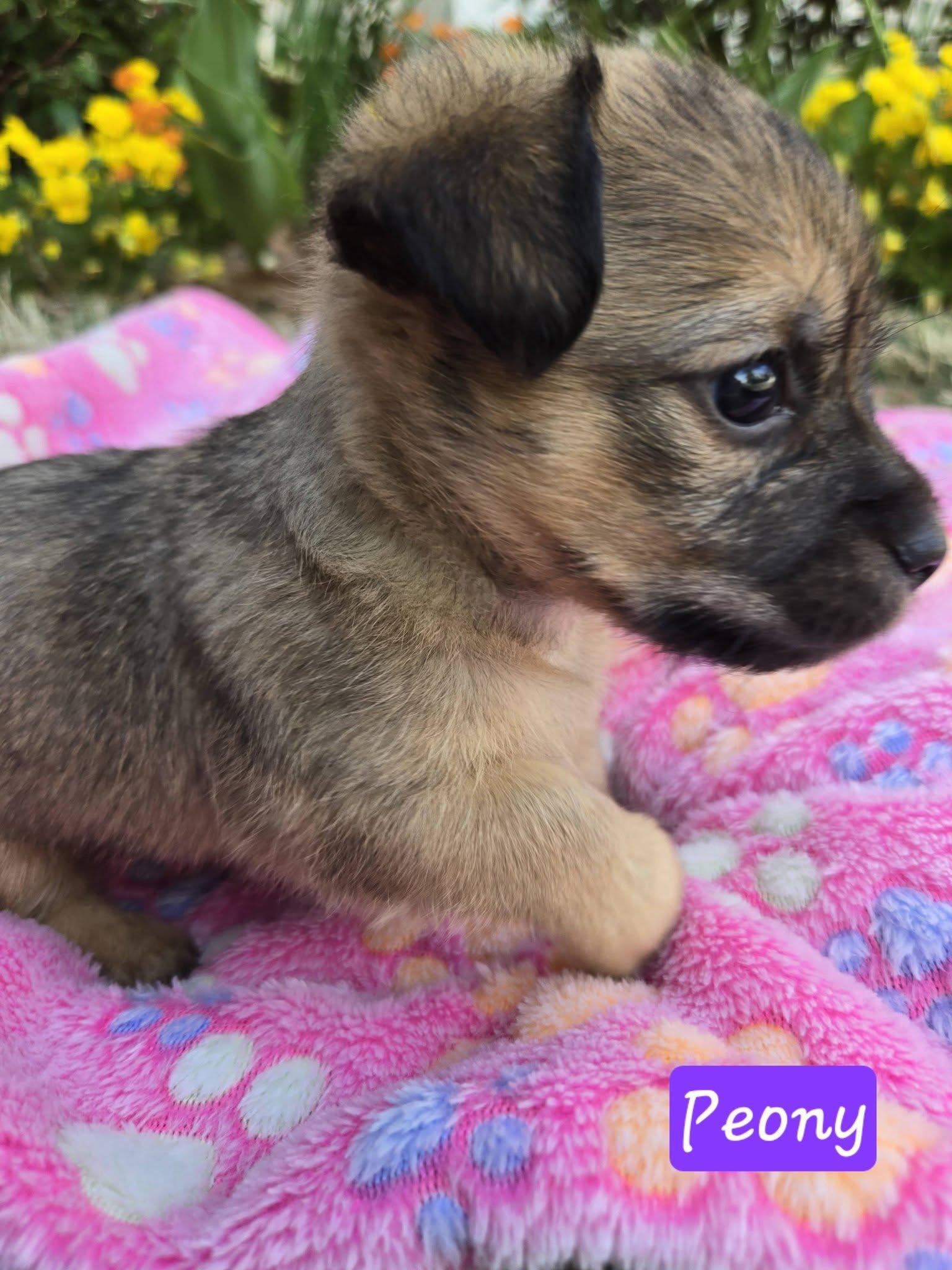 Enlarge Peony, a ADOPTABLE mixed breed in Williamsburg, VA image 2/6