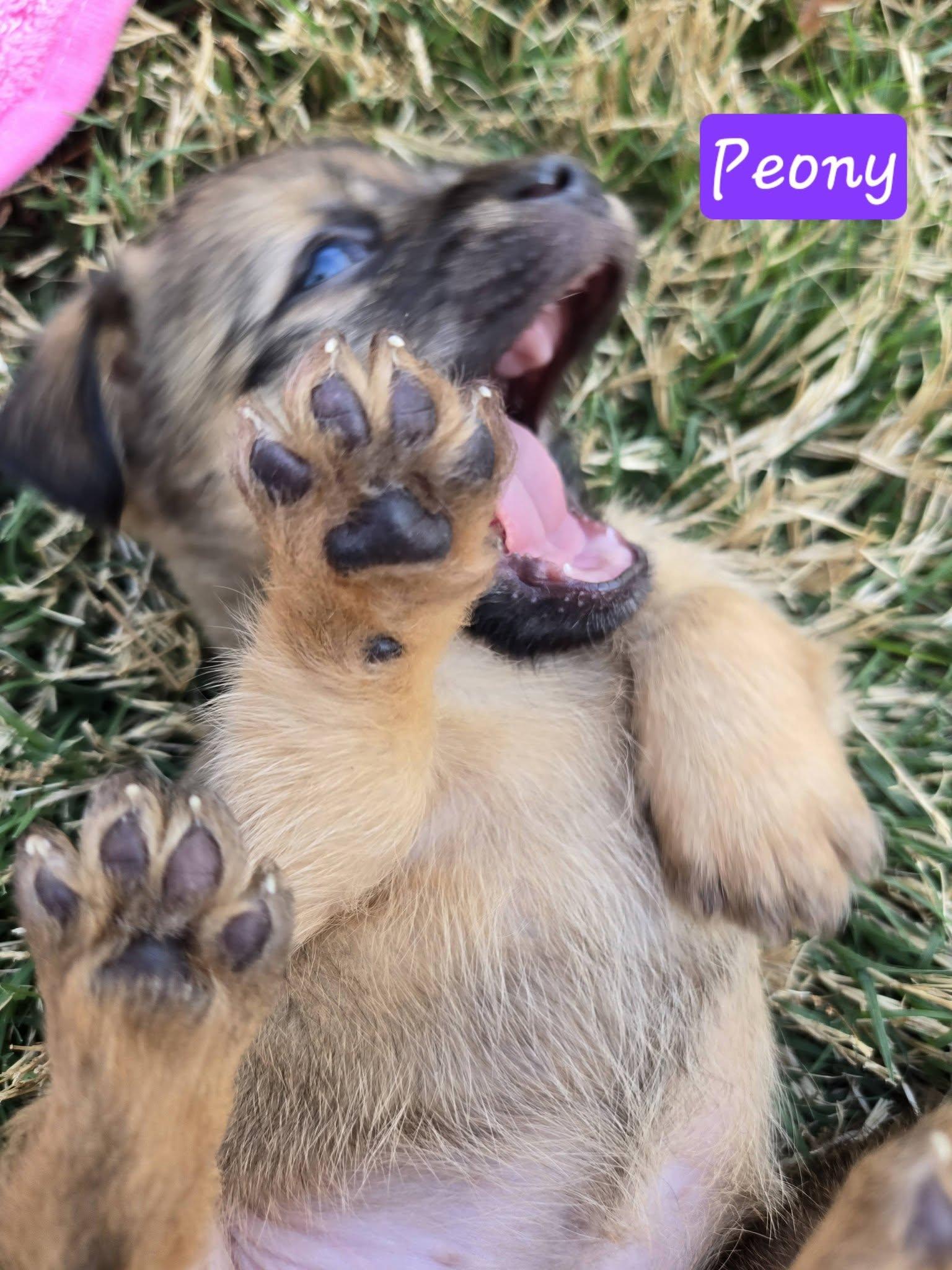 Enlarge Peony, a ADOPTABLE mixed breed in Williamsburg, VA image 5/6