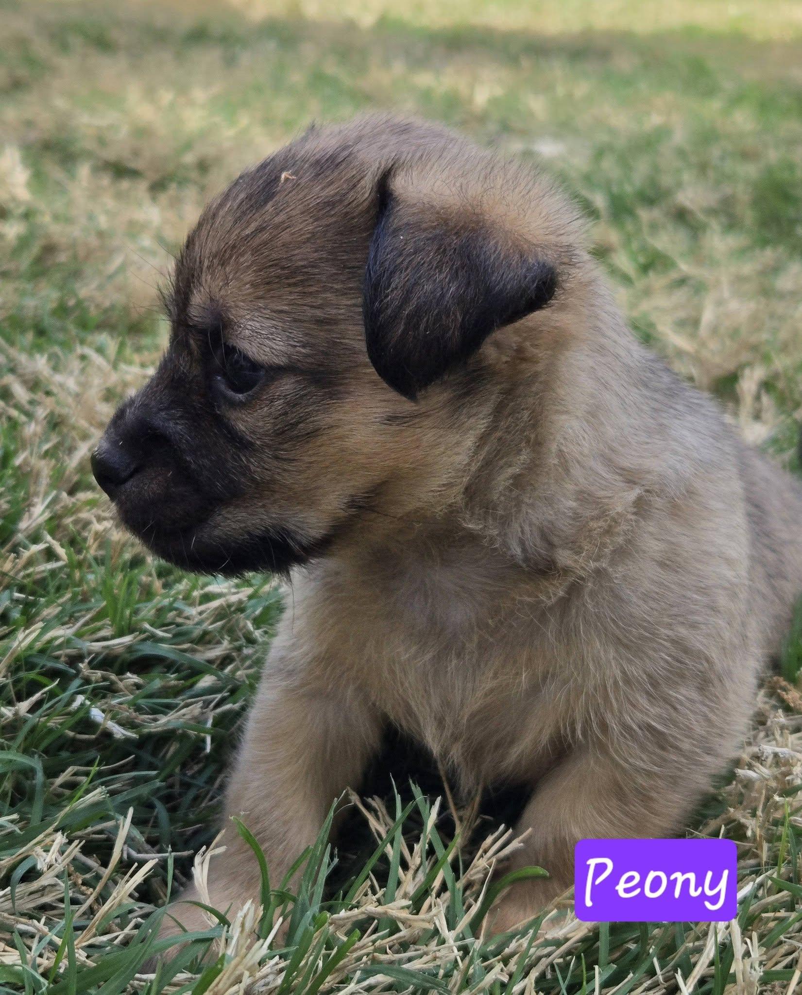 Enlarge Peony, a ADOPTABLE mixed breed in Williamsburg, VA image 4/6