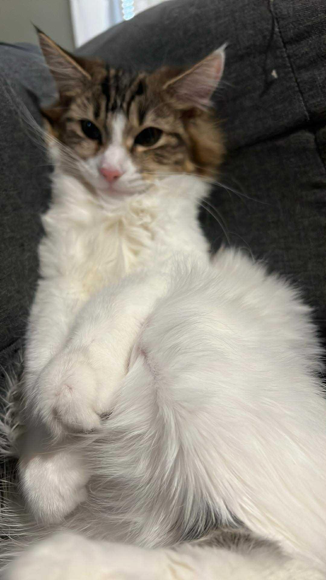 Enlarge Marco, a ADOPTABLE Domestic Long Hair in East Hanover, NJ image 2/4