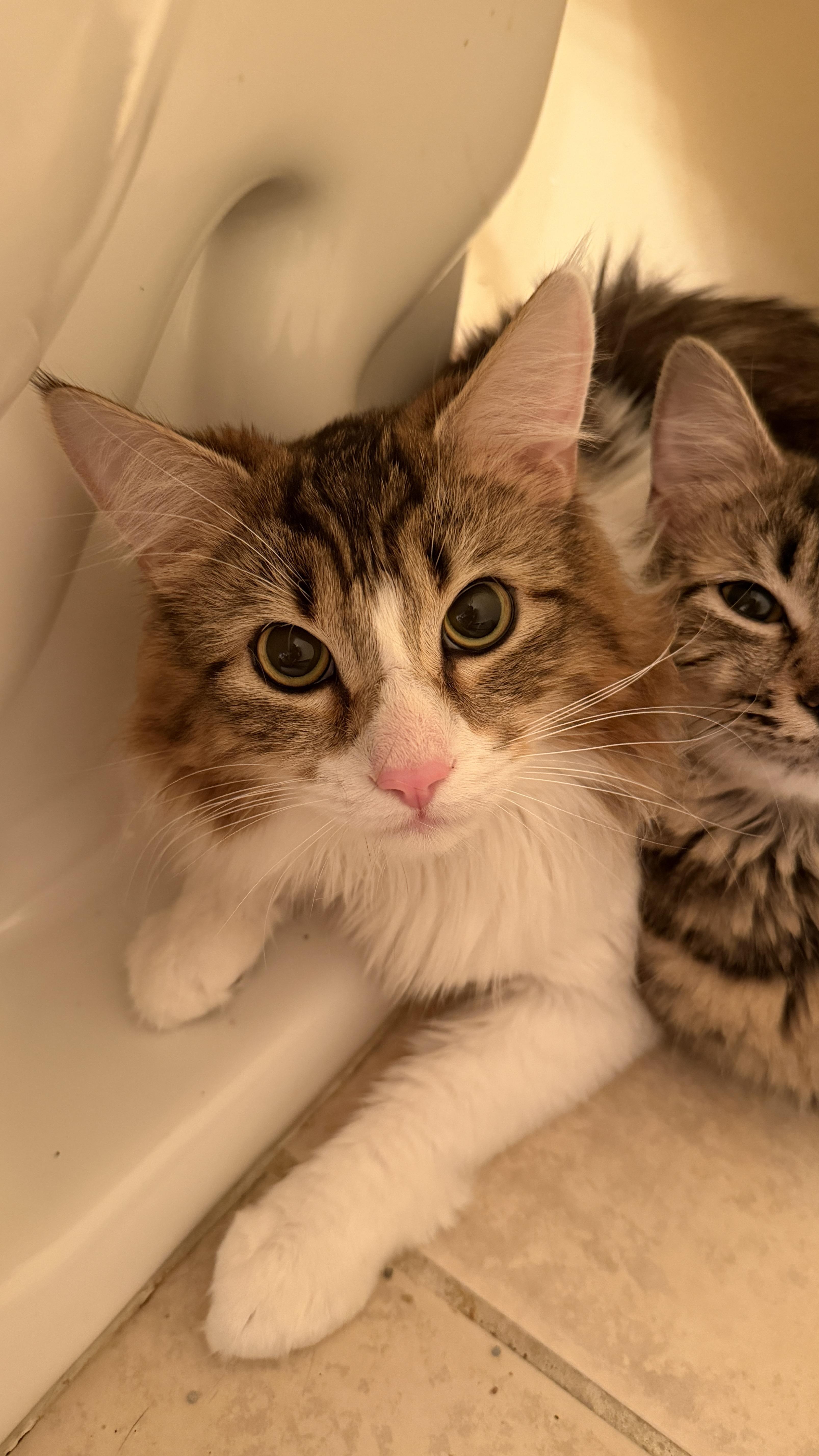 Enlarge Marco, a ADOPTABLE Domestic Long Hair in East Hanover, NJ image 1/4