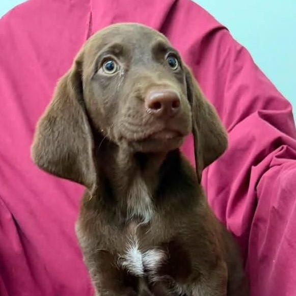 Ella, ADOPTABLE, Puppy Female Labrador Retriever & Hound.