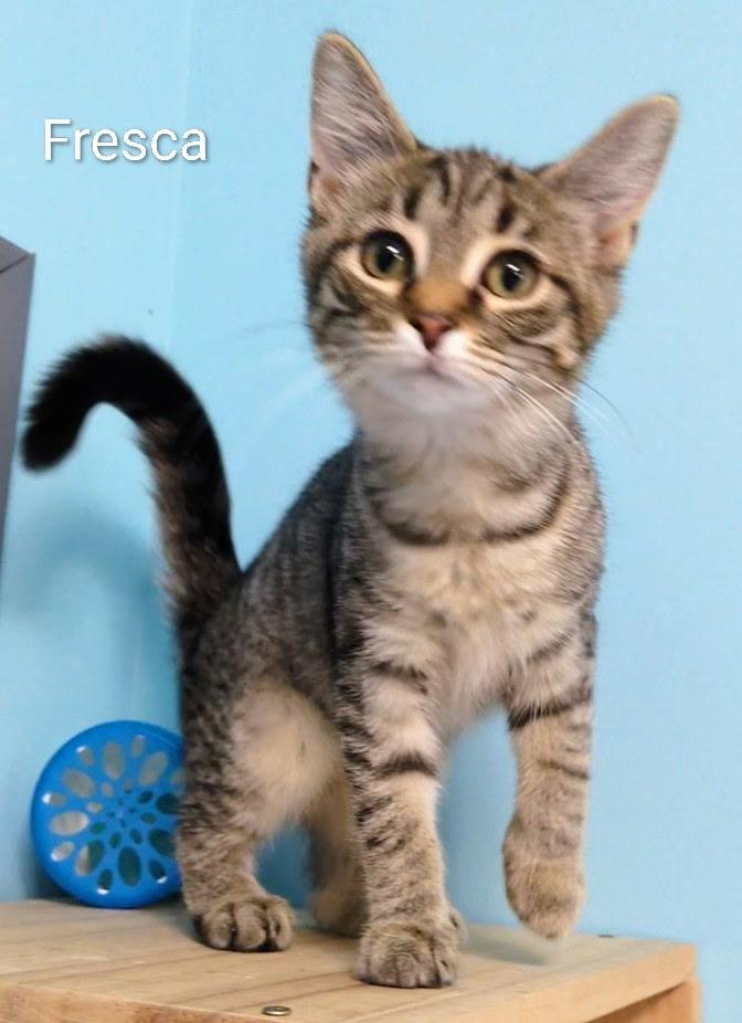 Enlarge Fresca, a ADOPTABLE Tabby in Mears, MI image 1/5