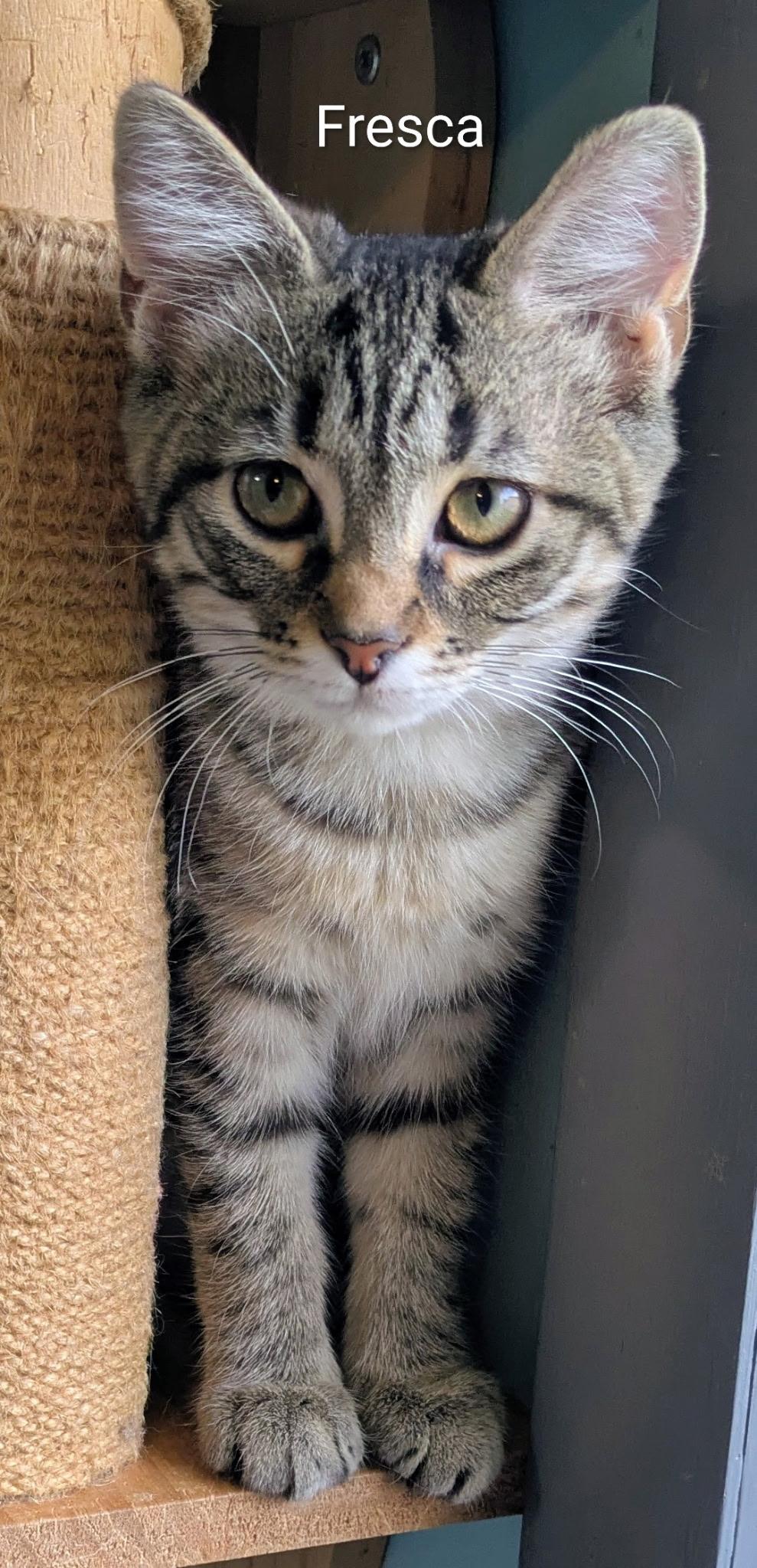 Enlarge Fresca, a ADOPTABLE Tabby in Mears, MI image 3/5
