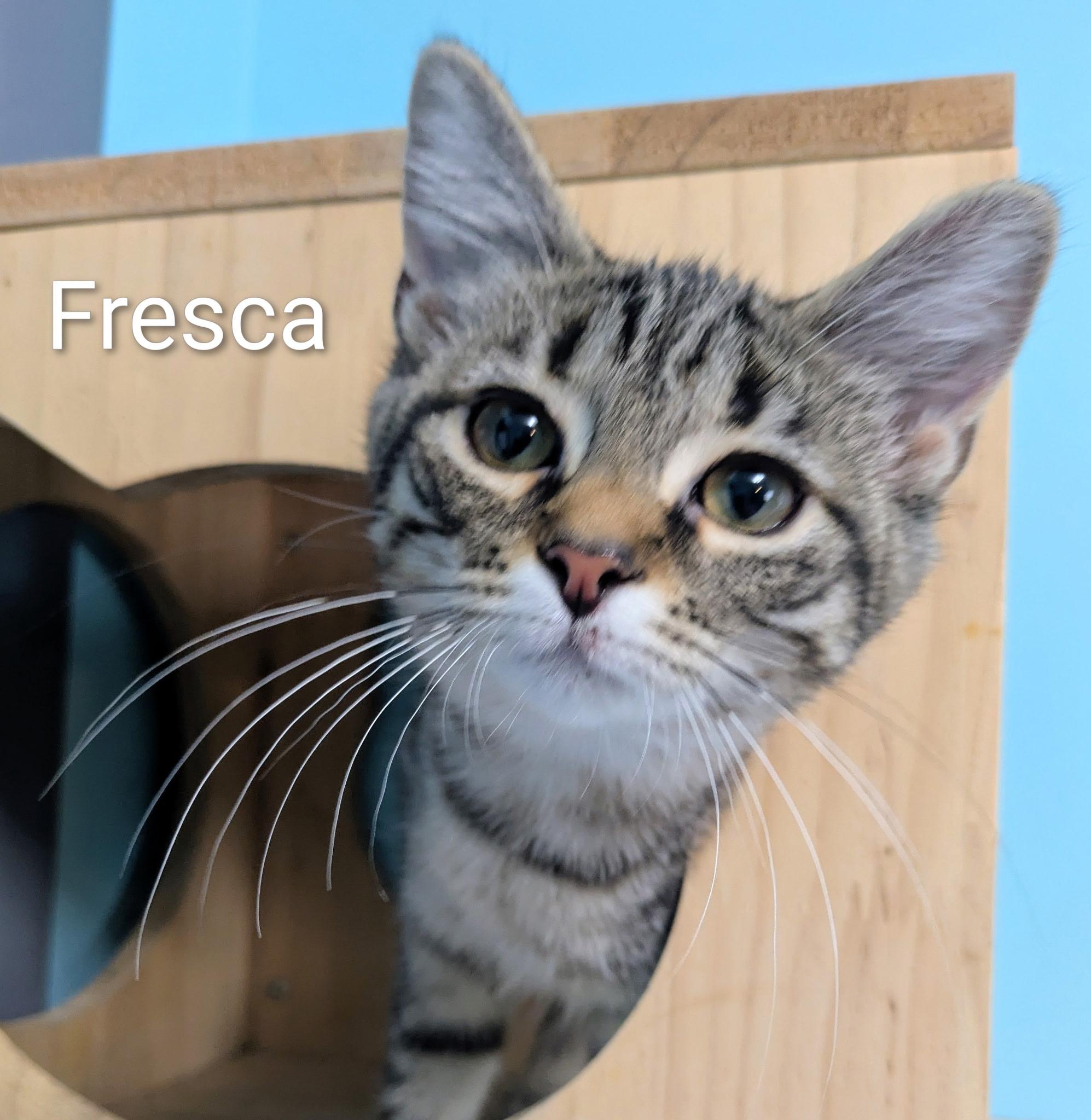 Enlarge Fresca, a ADOPTABLE Tabby in Mears, MI image 2/5