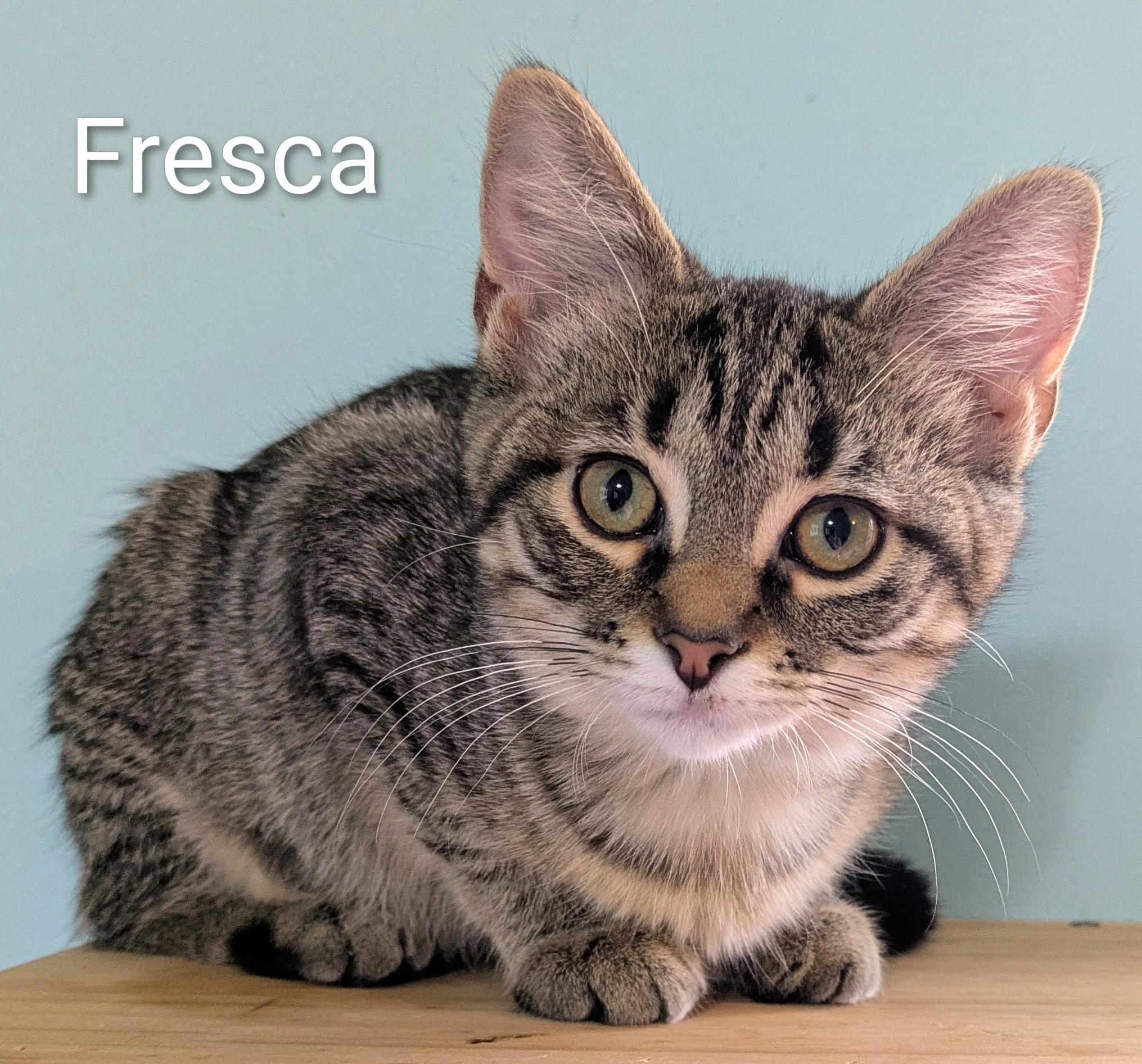 Enlarge Fresca, a ADOPTABLE Tabby in Mears, MI image 5/5