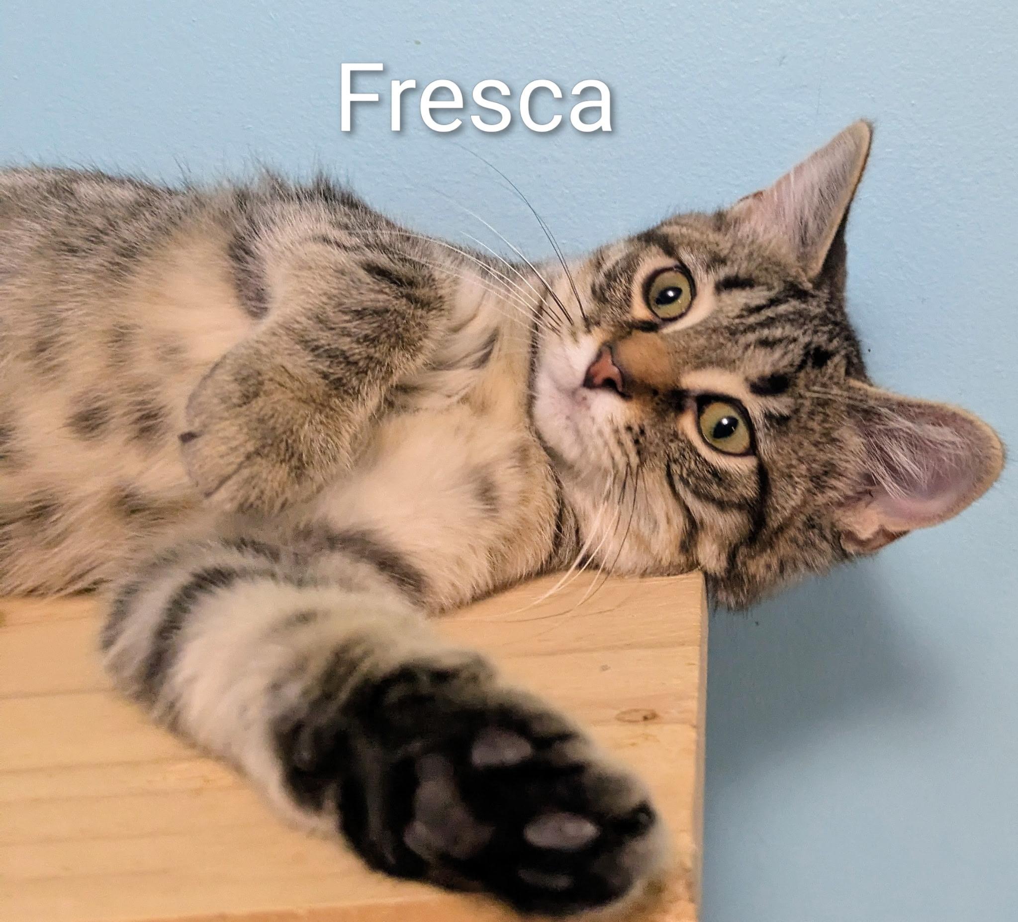 Enlarge Fresca, a ADOPTABLE Tabby in Mears, MI image 4/5