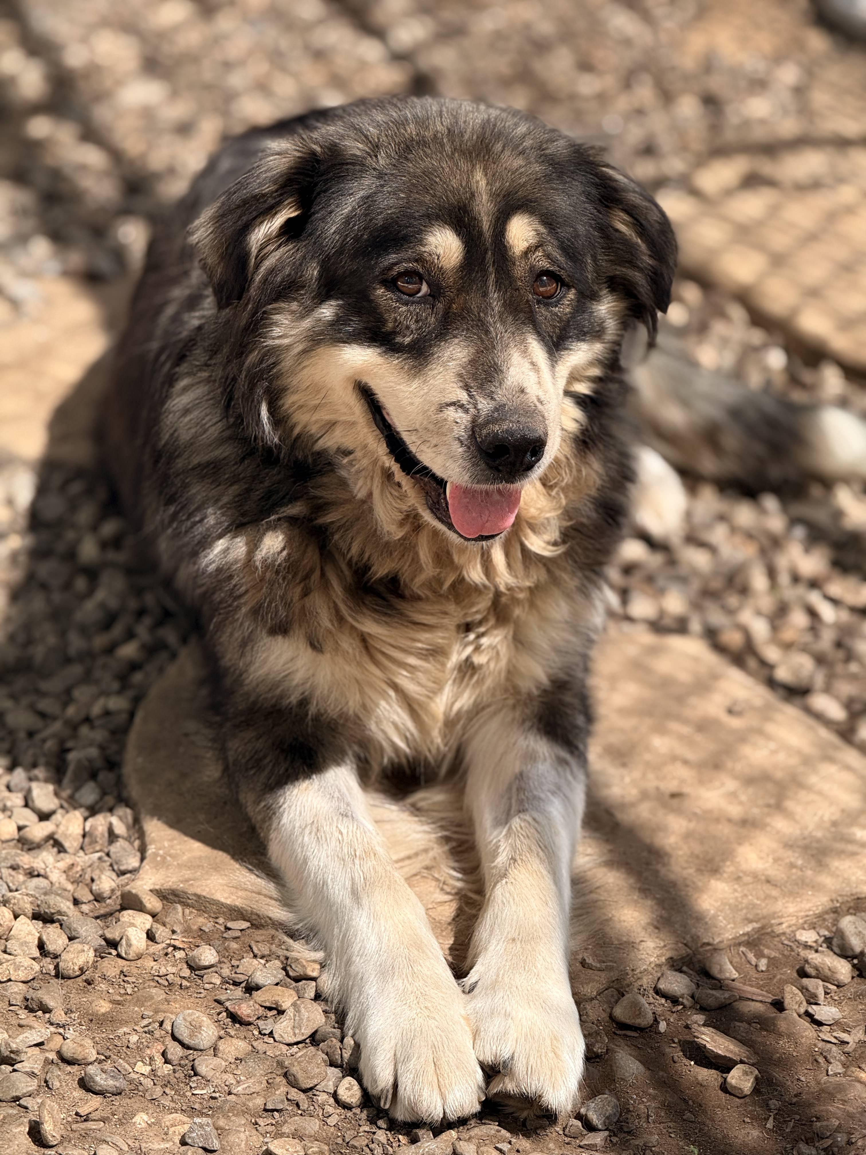 Enlarge Hope, a Adoptable mixed breed in Addison, ON image 1/3