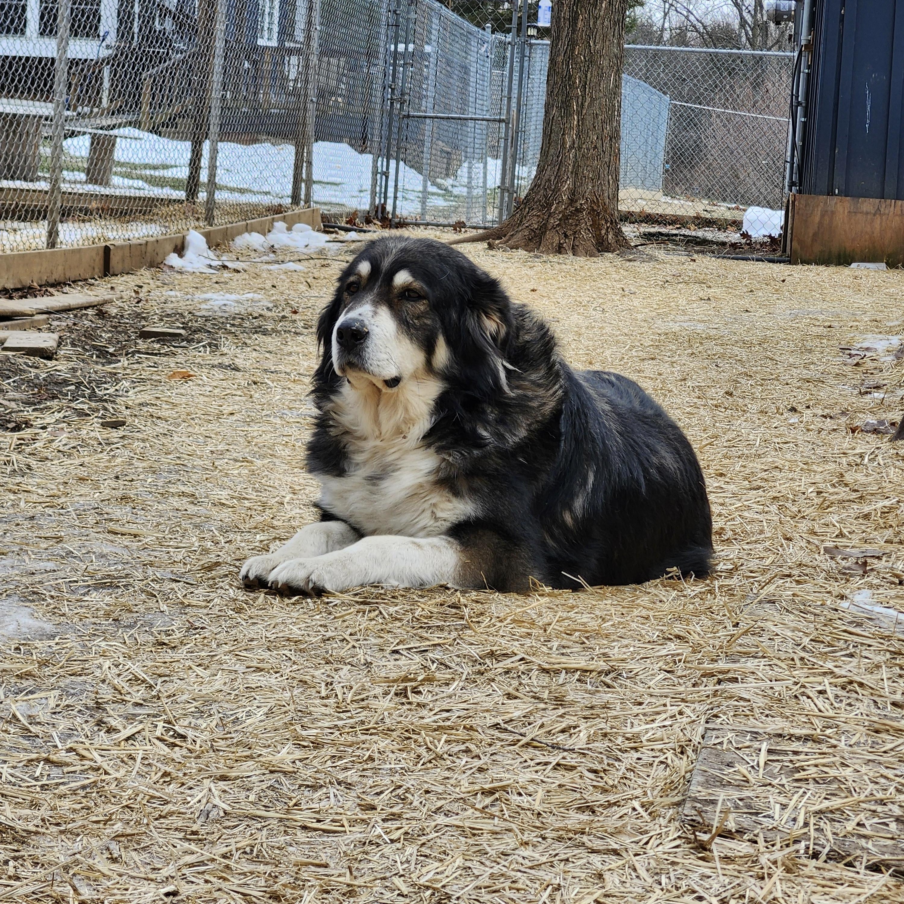 Enlarge Hope, a Adoptable mixed breed in Addison, ON image 2/3