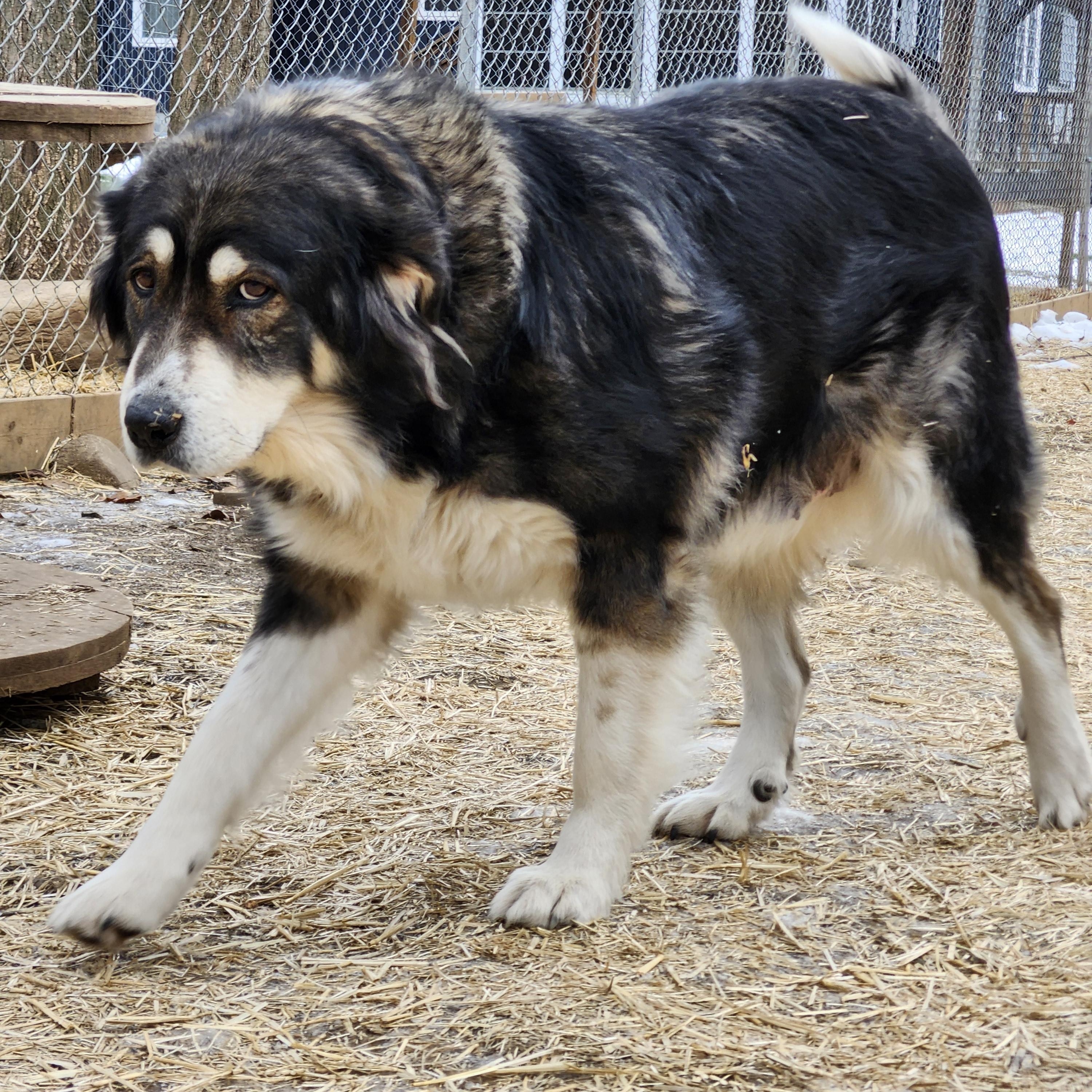 Enlarge Hope, a Adoptable mixed breed in Addison, ON image 3/3