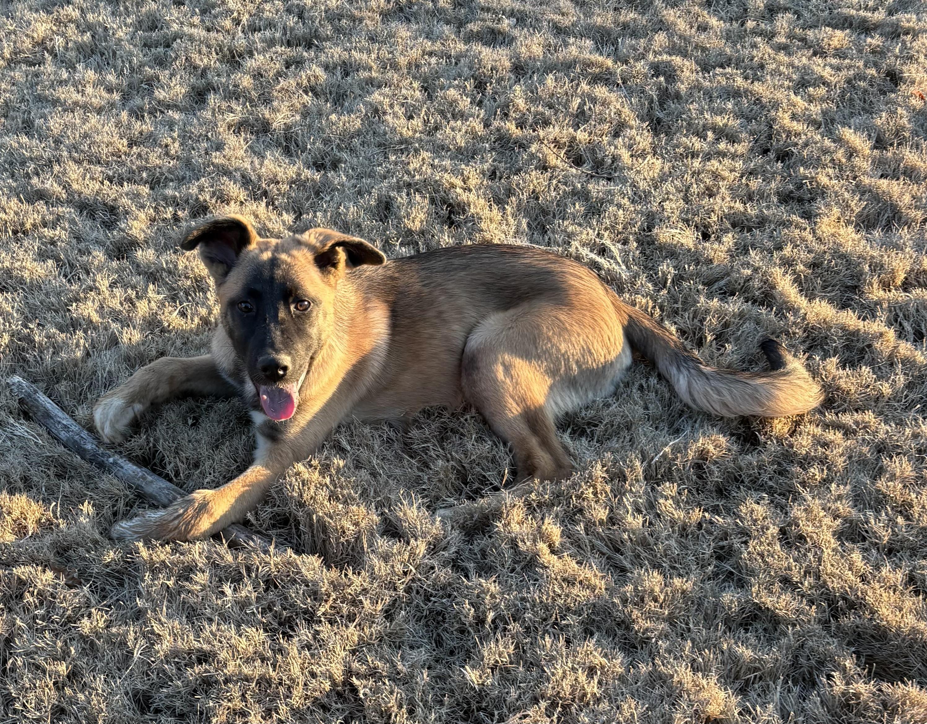 Enlarge Karma Rayne, a ADOPTABLE mixed breed in Kannapolis, NC image 5/6