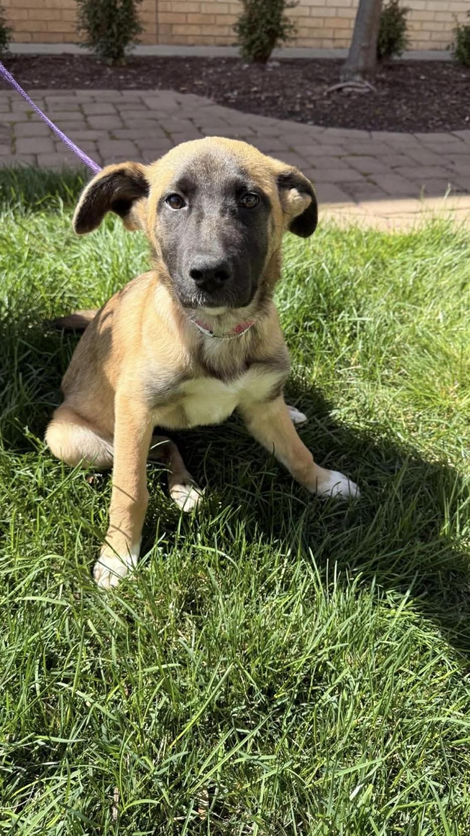 Enlarge Karma Rayne, a ADOPTABLE mixed breed in Kannapolis, NC image 6/6