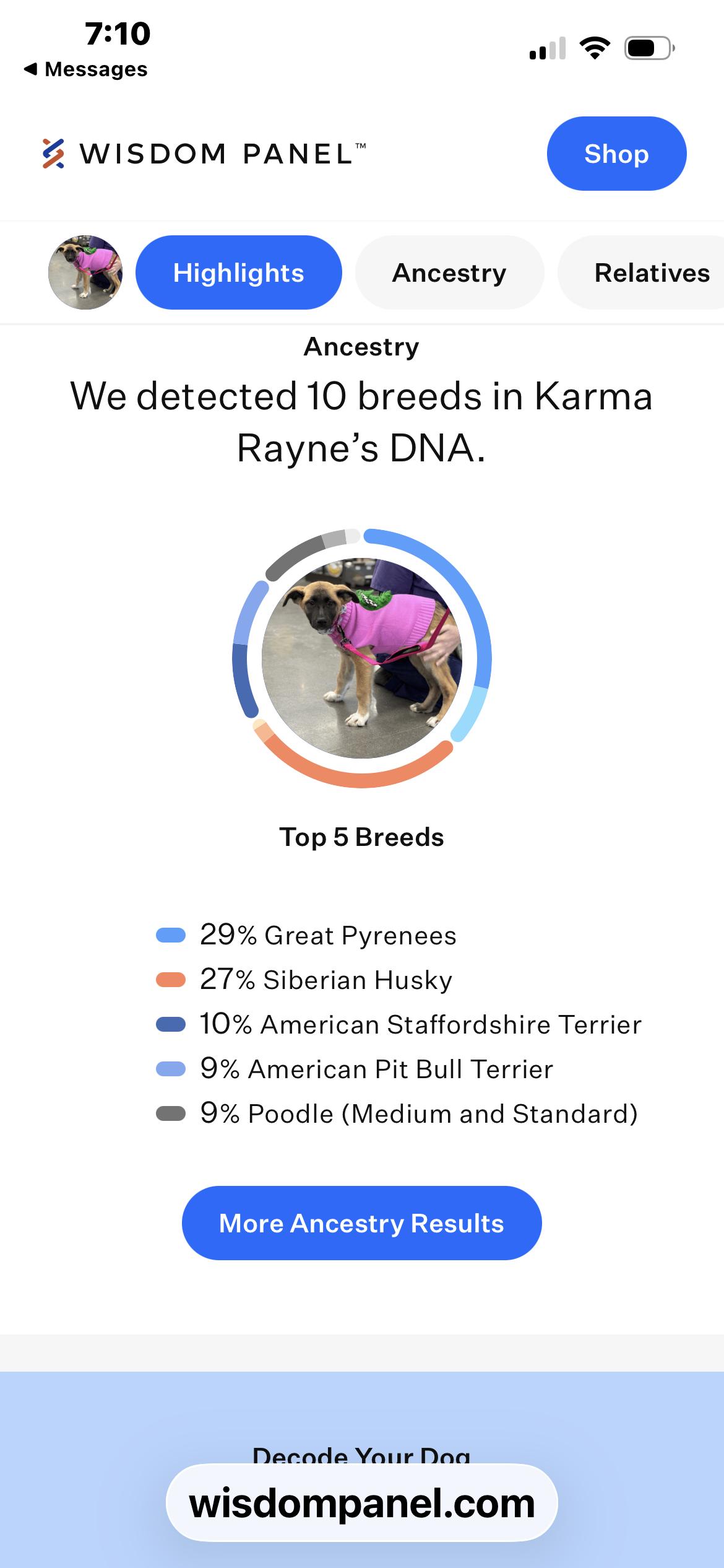 Enlarge Karma Rayne, a ADOPTABLE mixed breed in Kannapolis, NC image 4/6