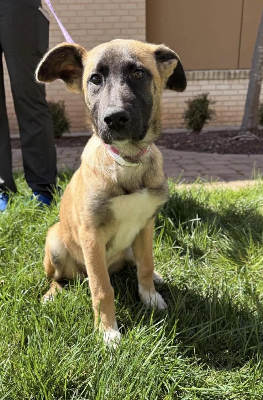 Enlarge Karma Rayne, a ADOPTABLE mixed breed in Kannapolis, NC image 1/6