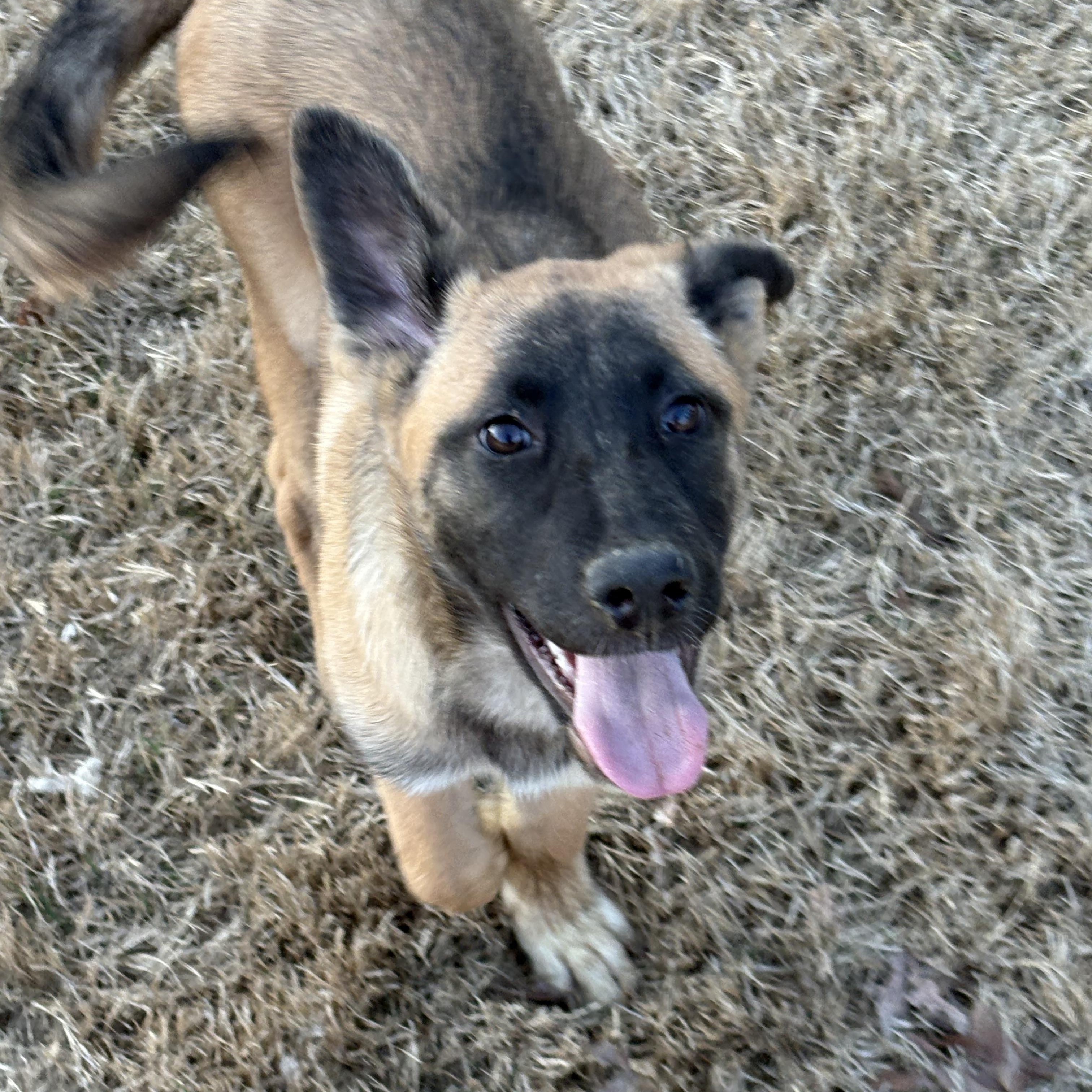 Enlarge Karma Rayne, a ADOPTABLE mixed breed in Kannapolis, NC image 3/6