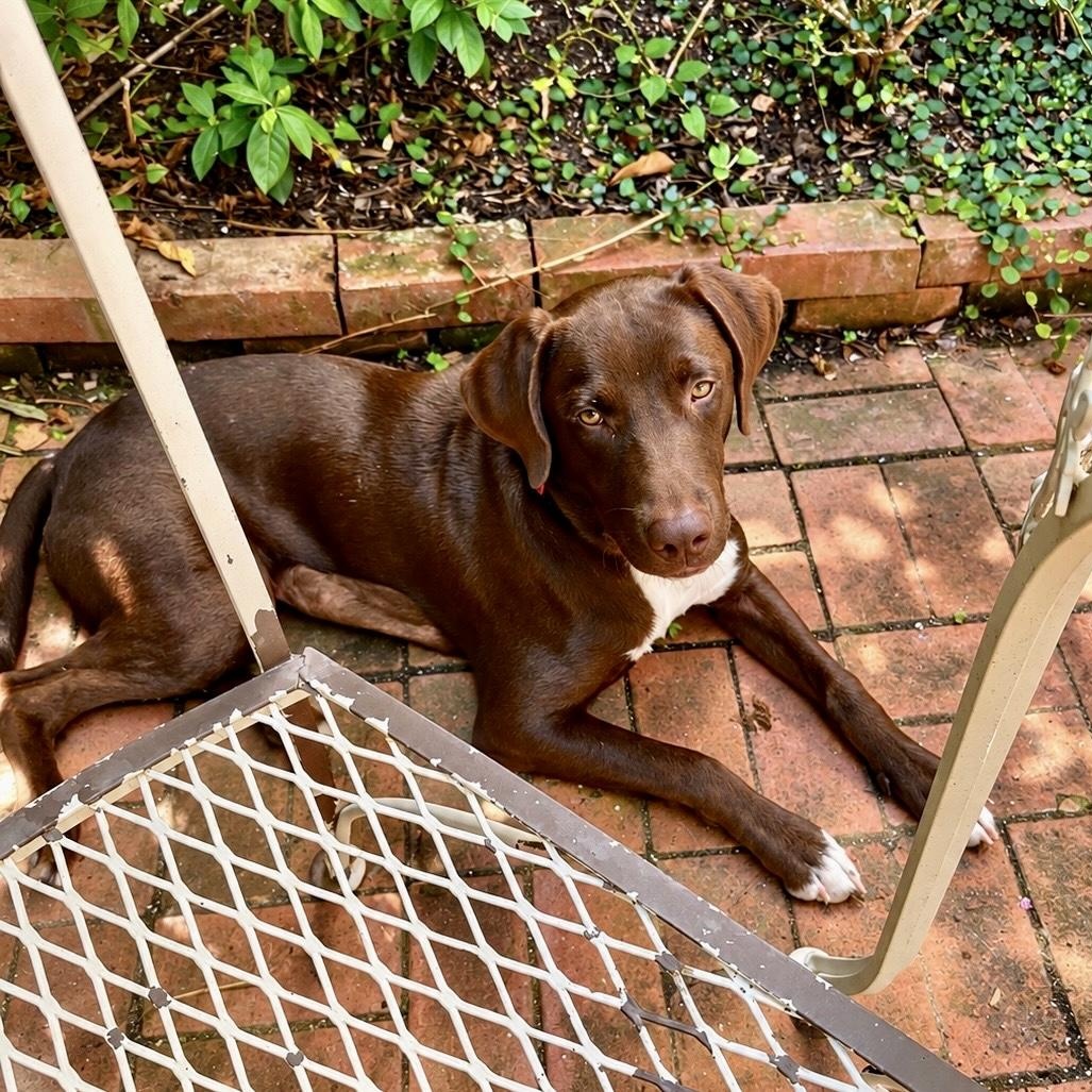 Enlarge Poppy, a Adoptable mixed breed in Baytown, TX image 5/6