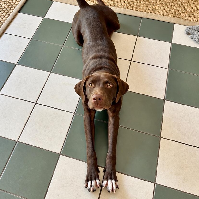 Enlarge Poppy, a Adoptable mixed breed in Baytown, TX image 2/6