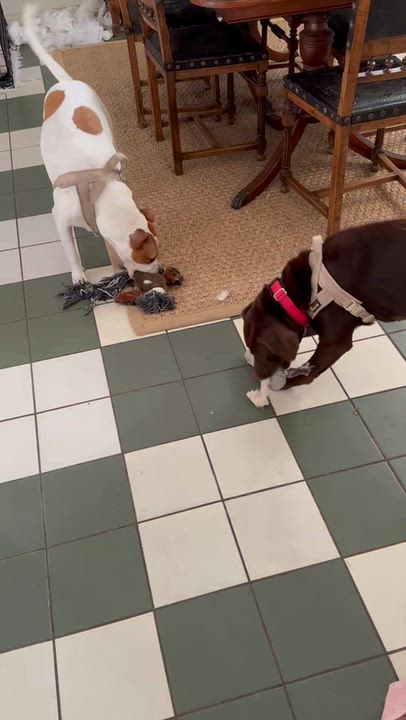 Enlarge Poppy, a Adoptable mixed breed in Baytown, TX video 6/6