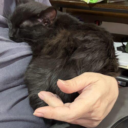 Enlarge Pepper, a Adoptable Domestic Short Hair in Toronto, ON image 2/5