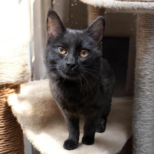 Enlarge Pepper, a Adoptable Domestic Short Hair in Toronto, ON image 4/5