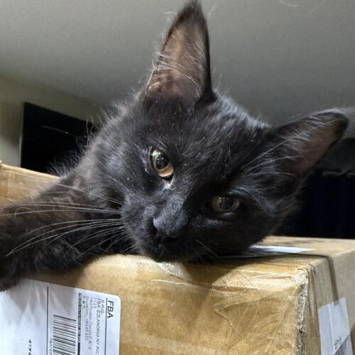 Enlarge Pepper, a Adoptable Domestic Short Hair in Toronto, ON image 5/5