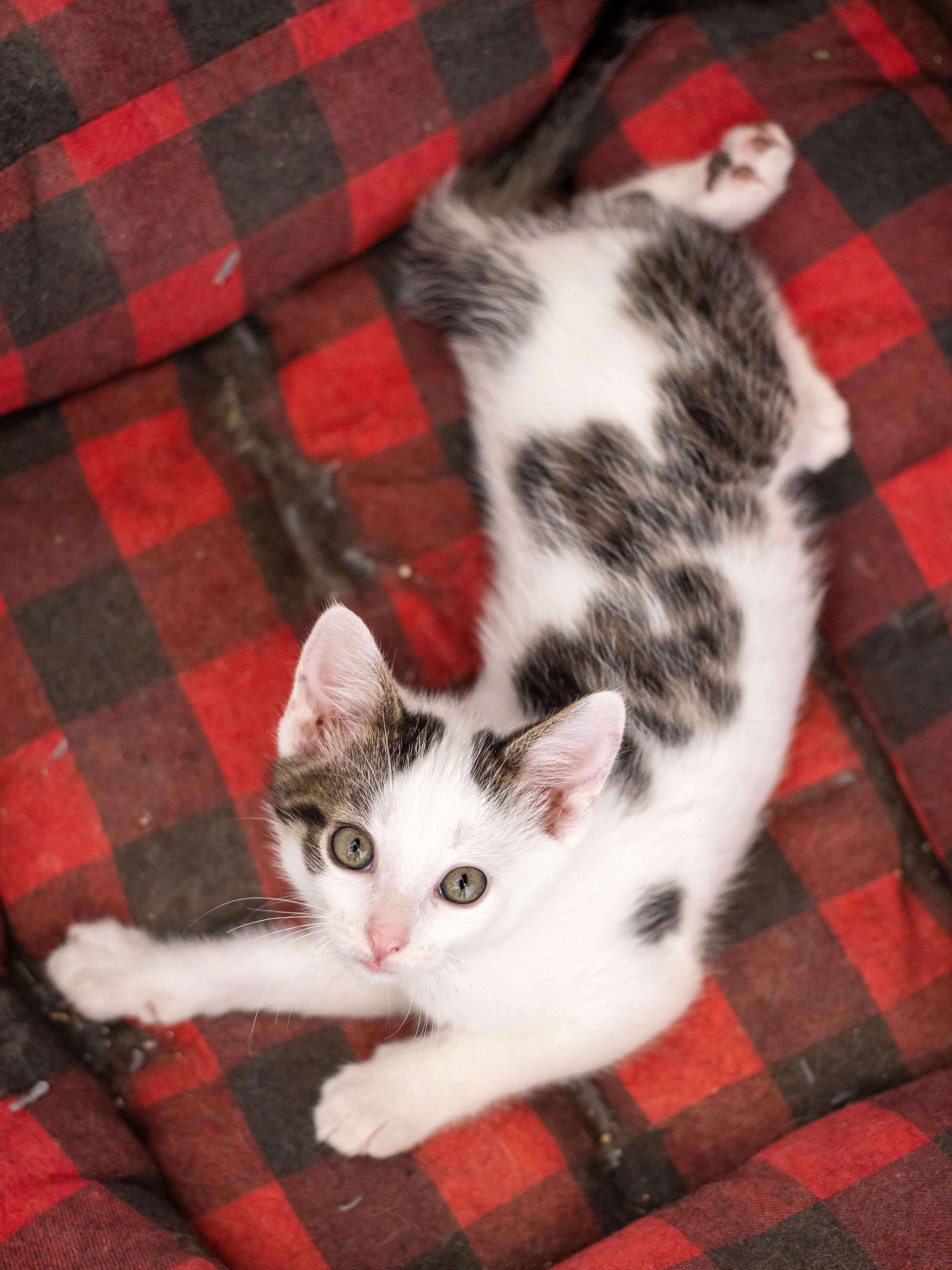 Degas, Baby Male Domestic Short Hair