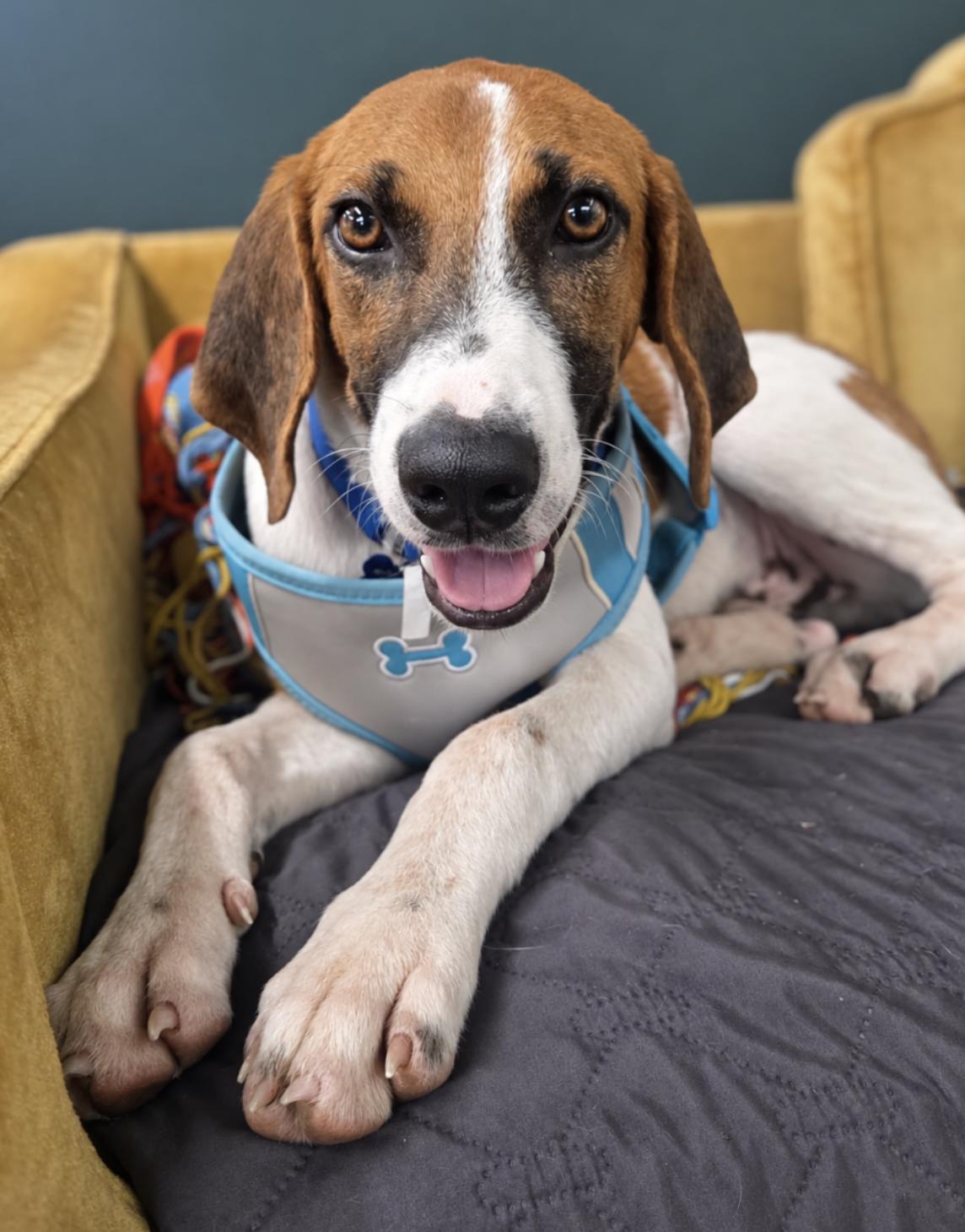 Enlarge Arrow, a Adoptable Treeing Walker Coonhound in TULSA, OK image 1/6