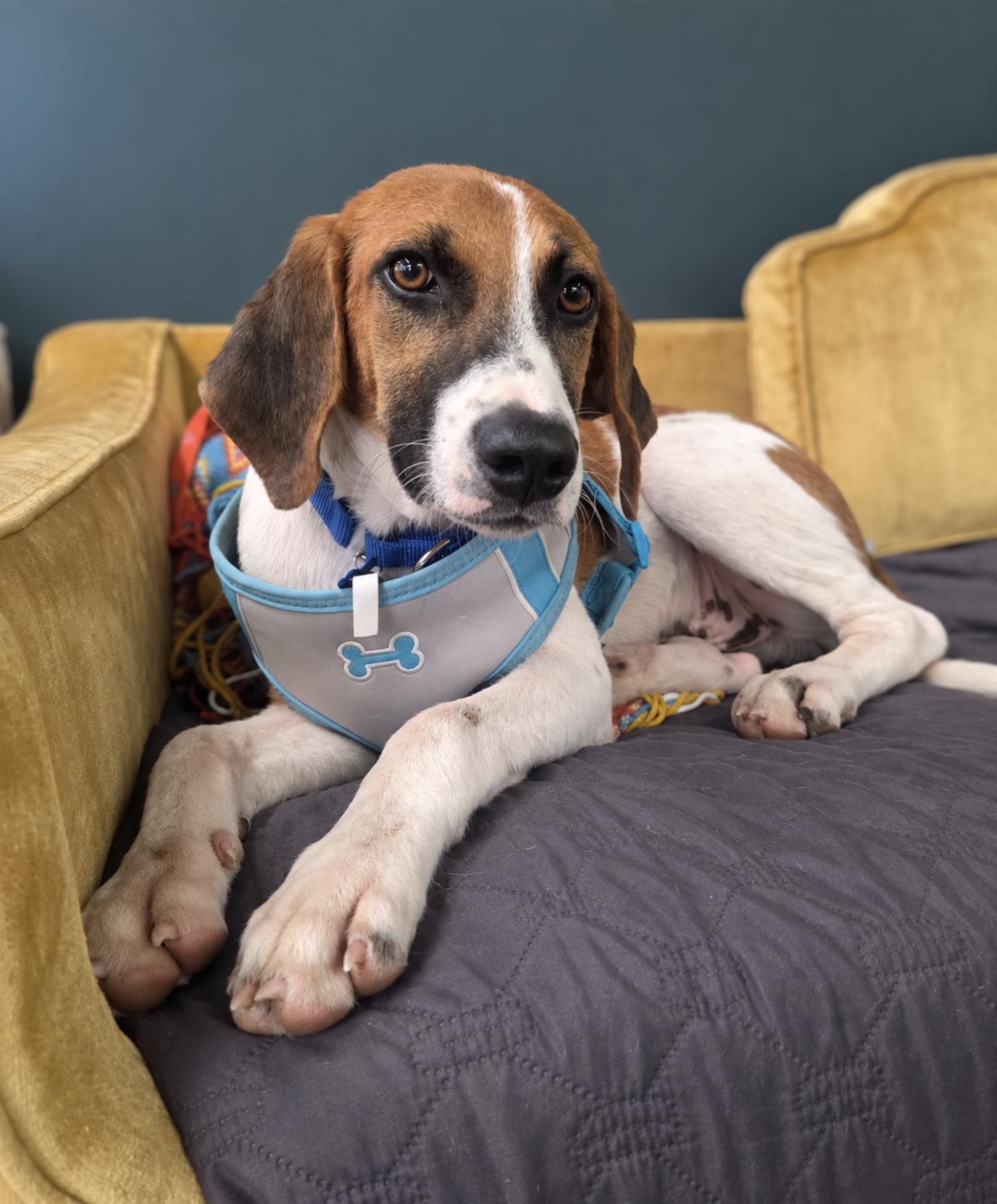 Enlarge Arrow, a Adoptable Treeing Walker Coonhound in TULSA, OK image 2/6