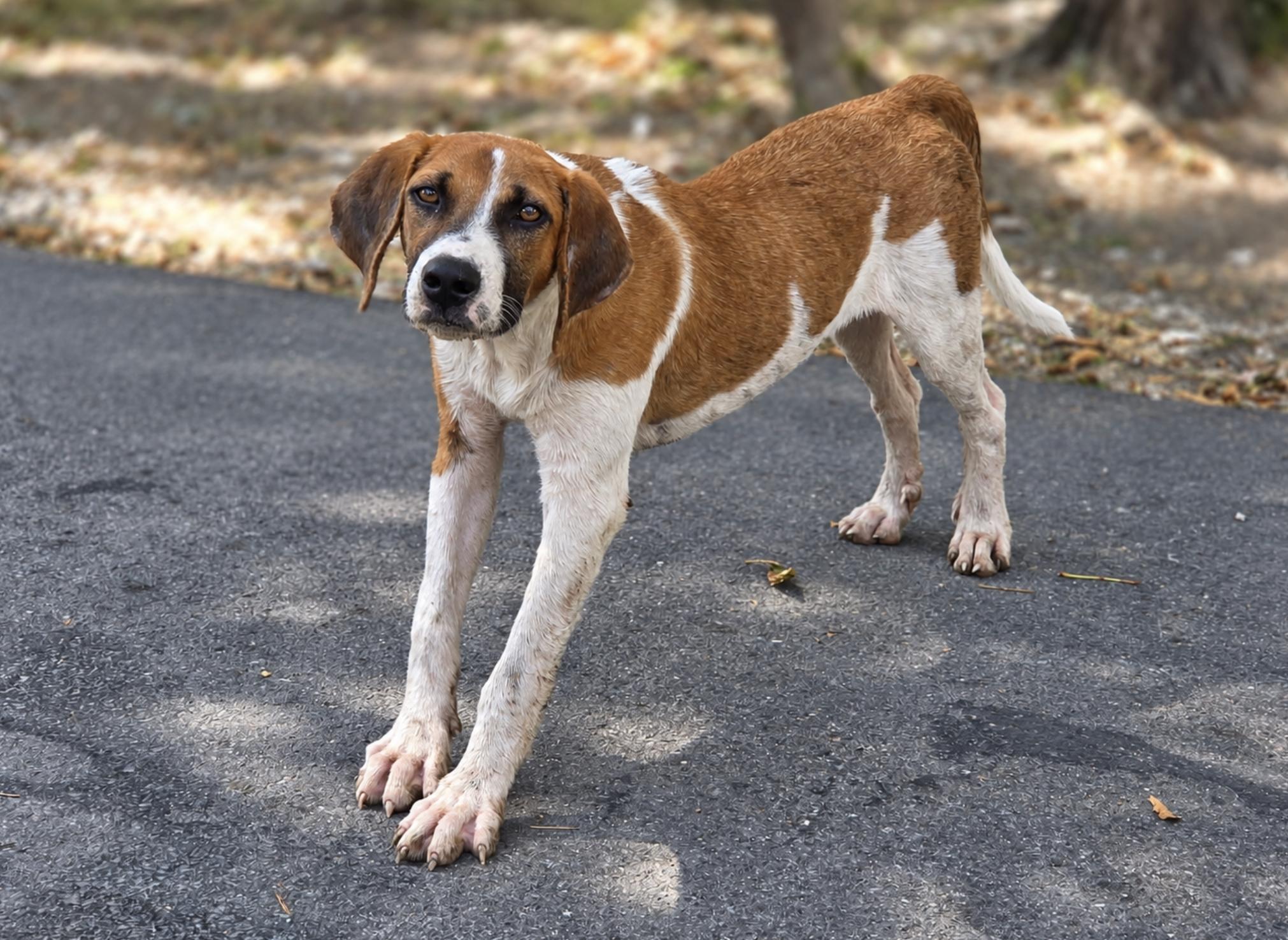 Enlarge Arrow, a Adoptable Treeing Walker Coonhound in TULSA, OK image 3/6