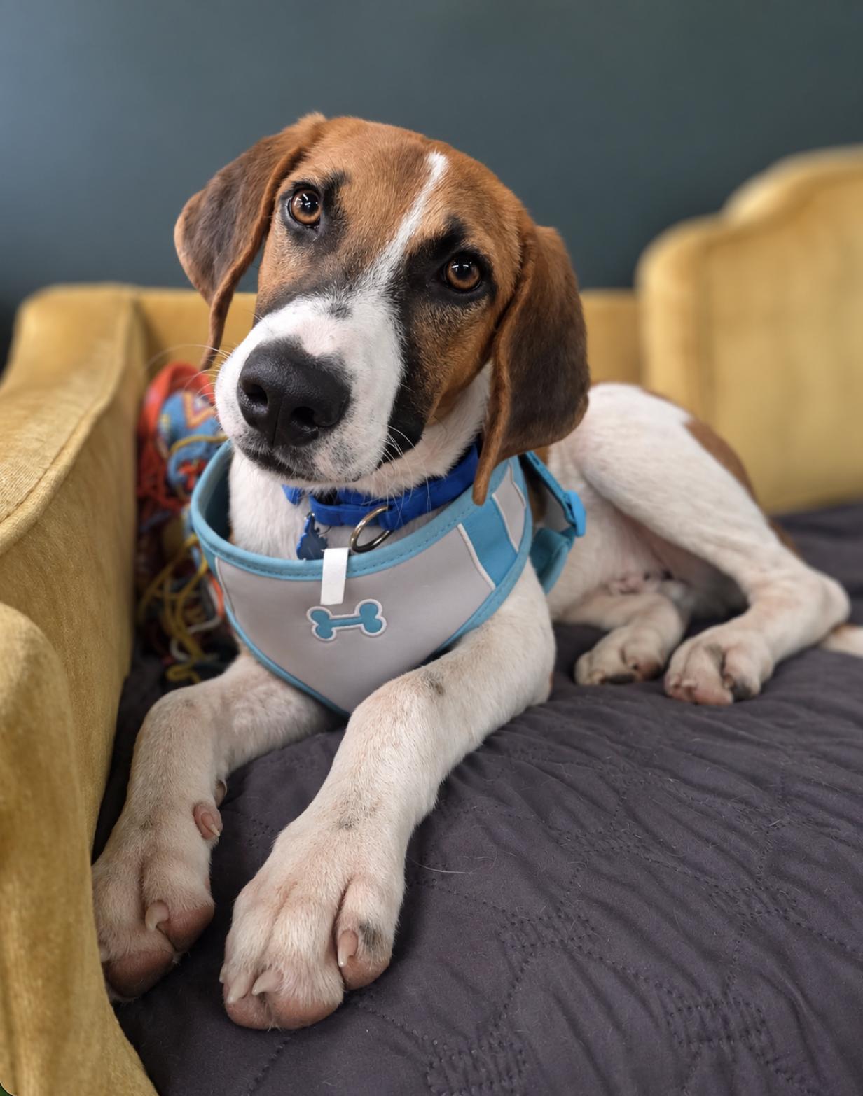 Enlarge Arrow, a Adoptable Treeing Walker Coonhound in TULSA, OK image 4/6
