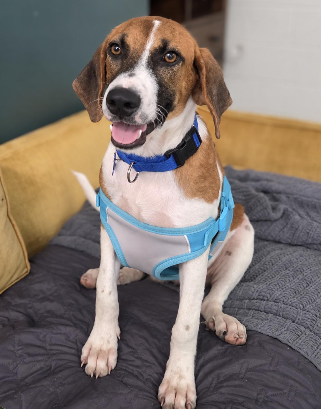 Enlarge Arrow, a Adoptable Treeing Walker Coonhound in TULSA, OK image 5/6