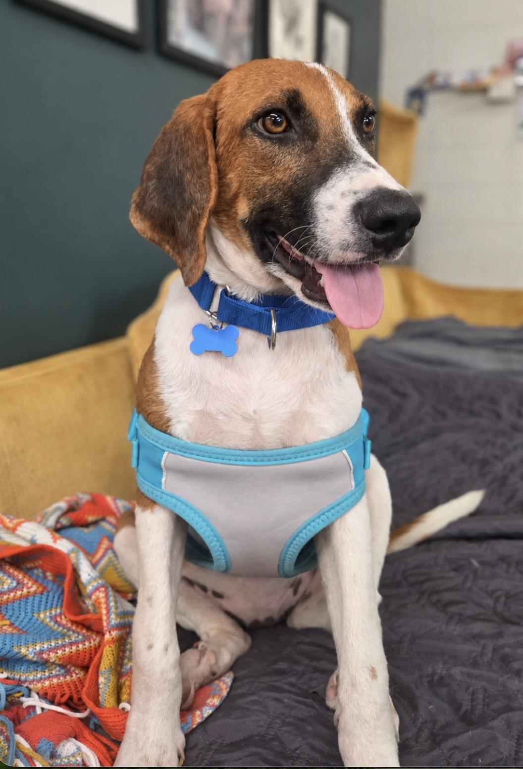 Enlarge Arrow, a Adoptable Treeing Walker Coonhound in TULSA, OK image 6/6