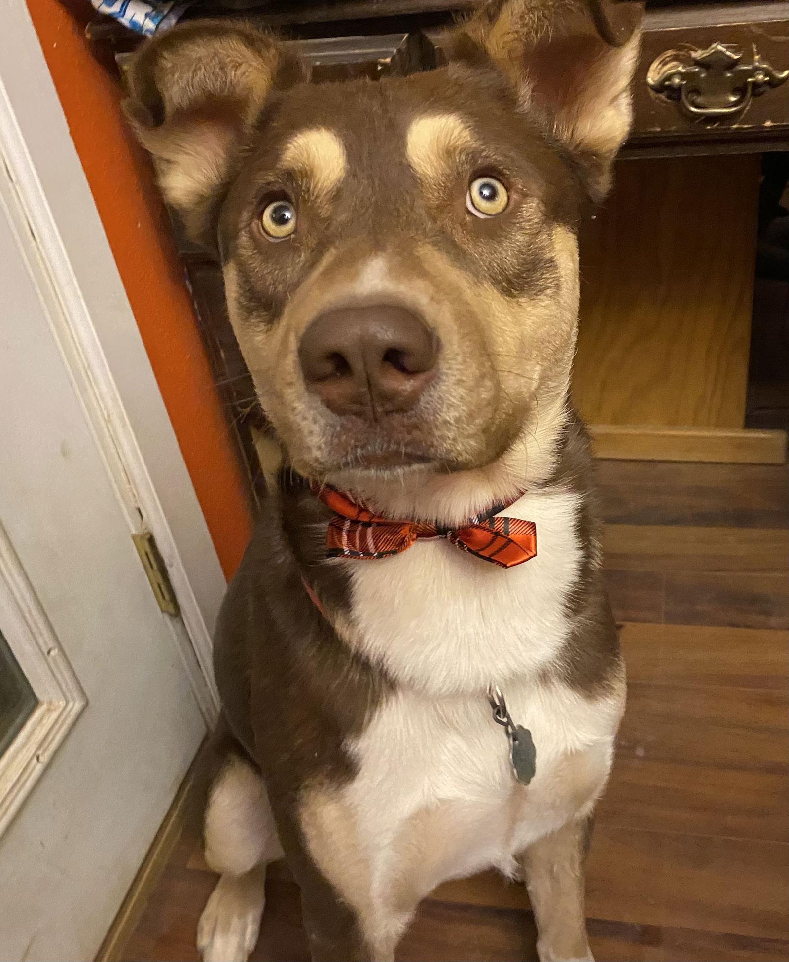 Mowgli, Adoptable, Adult Male Siberian Husky.